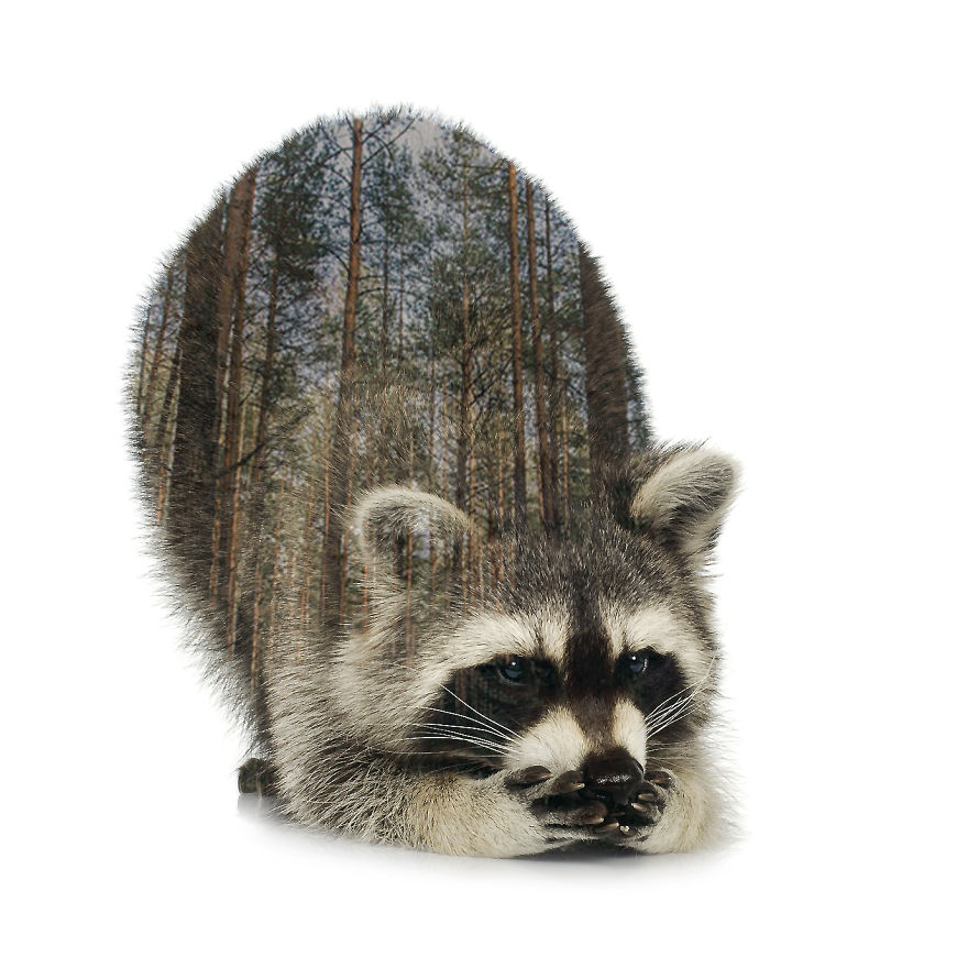 I Use Double Exposure To Create A Series That Merge Wildlife With Landscapes