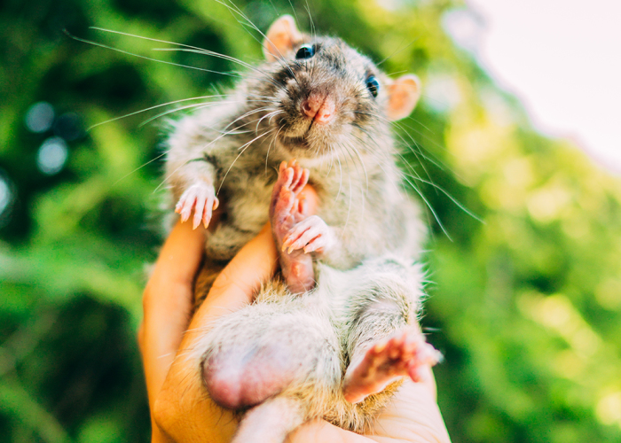 Fotografié ex-ratas de laboratorio y ratones libres por primera vez y sus expresiones lo dicen todo