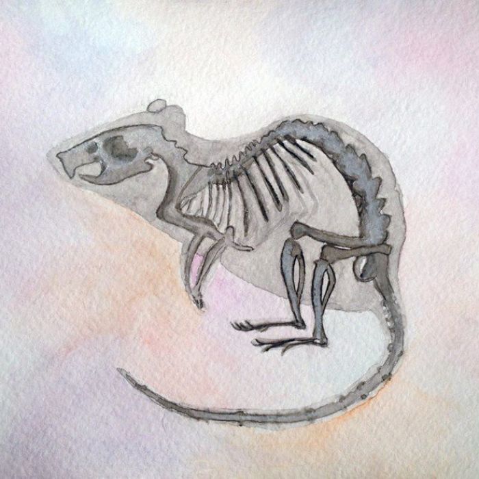 After Spending More Time With Animals Than Humans, I Started Creating Anatomy Art