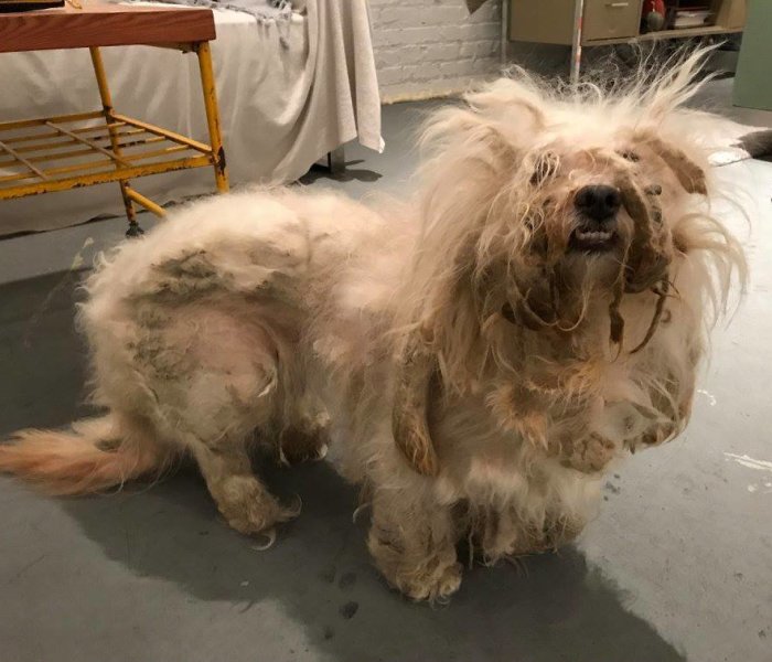 Stray Dog Can’t Stop Smiling After Rescuers Shave Off His Matted Fur