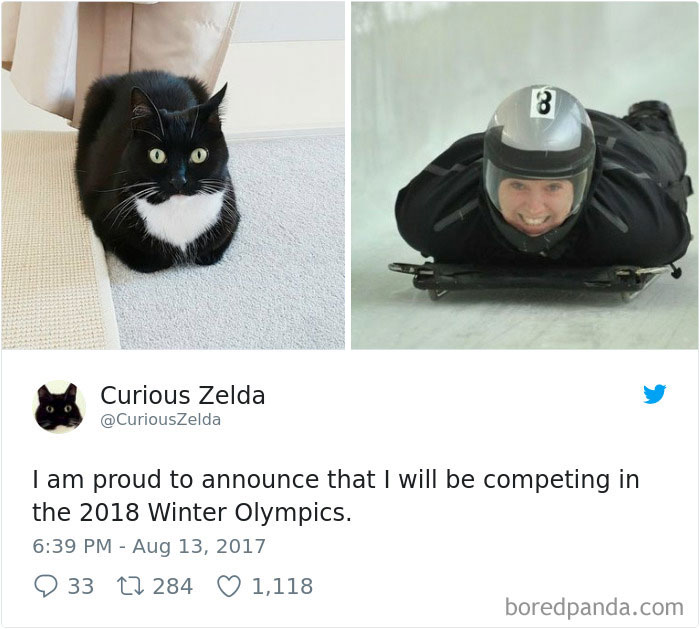Curious-Zelda-Cat-Tweets