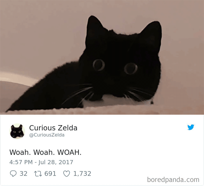 Curious-Zelda-Cat-Tweets