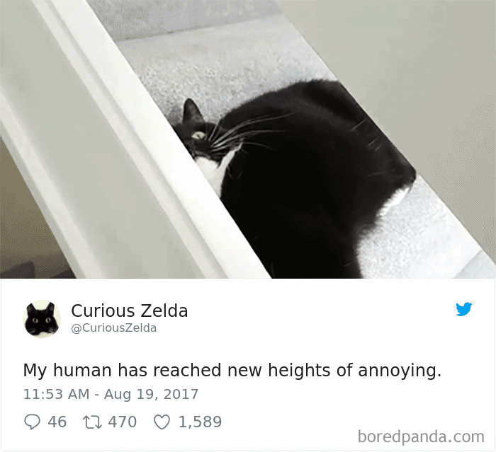 Curious-Zelda-Cat-Tweets