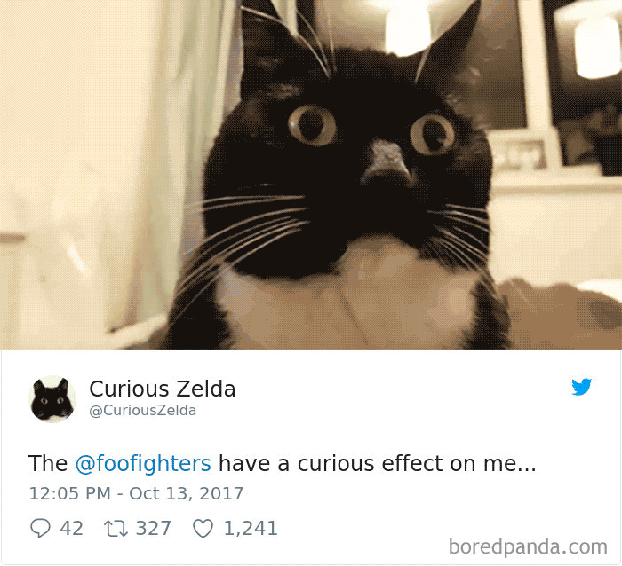 Curious-Zelda-Cat-Tweets