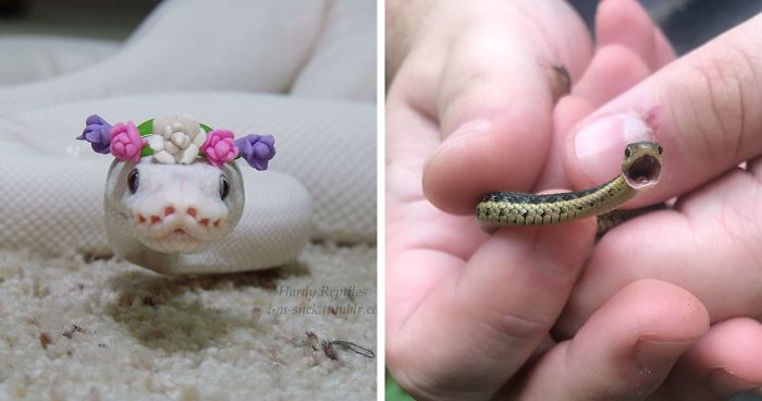 26 Adorable Snake Pics That Will Help You Conquer Your Fear
