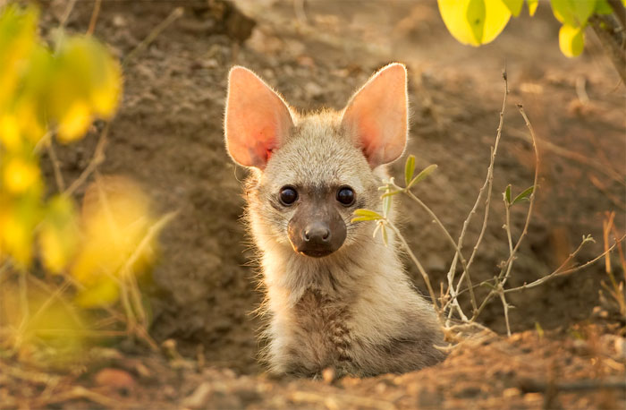 Meet The Cutest Animal You've Never Heard Of Meet The Cutest Animal You've Never Heard Of