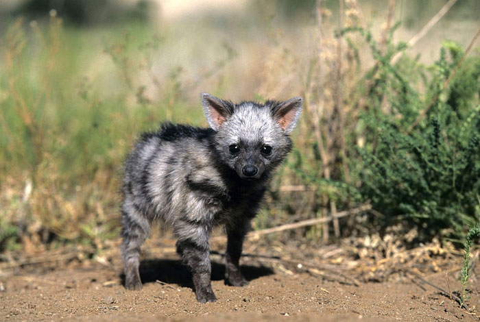Meet The Cutest Animal You've Never Heard Of Meet The Cutest Animal You've Never Heard Of