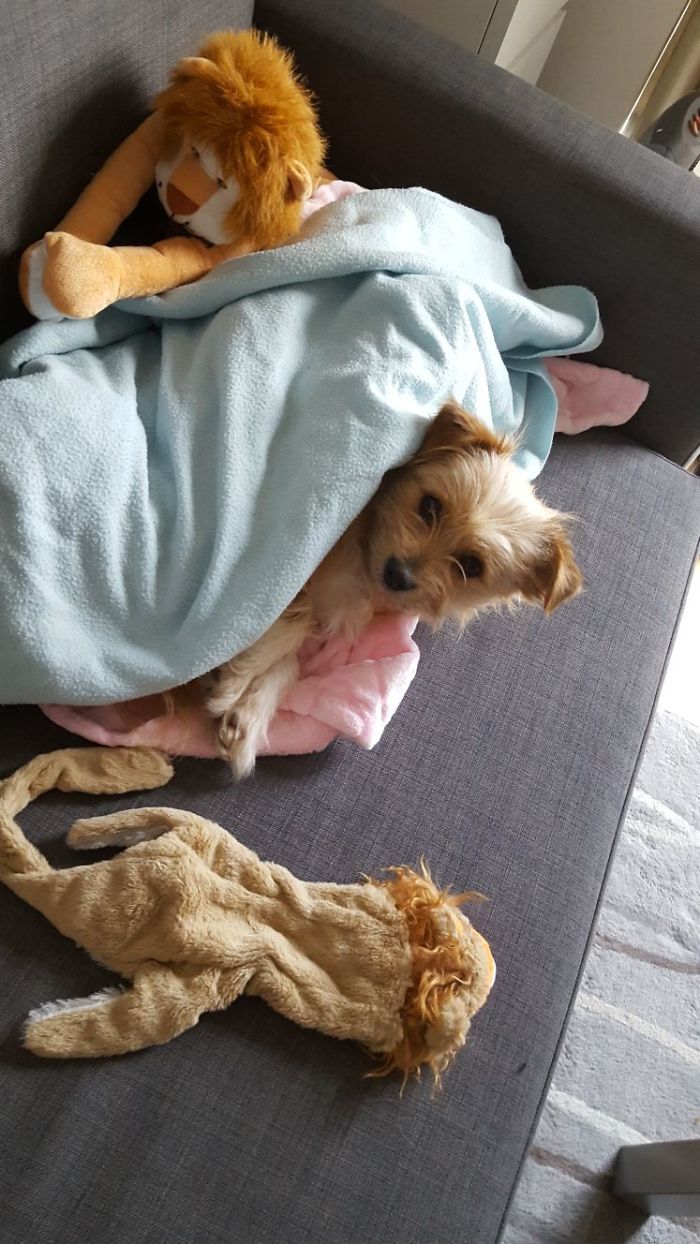 Small dog wrapped in a blanket on a couch with stuffed animals, illustrating people sharing new pet names humorously.