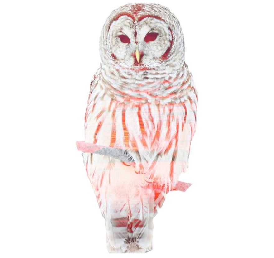 I Use Double Exposure To Create A Series That Merge Wildlife With Landscapes