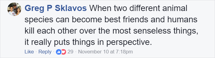 An Unlikely Friendship Between A Dog And A Duck Surprised A Small Town In Minnesota, And It Will Make Your Day An Unlikely Friendship Between A Dog And A Duck Surprised A Small Town In Minnesota, And It Will Make Your Day