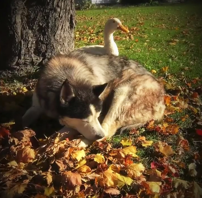 An Unlikely Friendship Between A Dog And A Duck Surprised A Small Town In Minnesota, And It Will Make Your Day