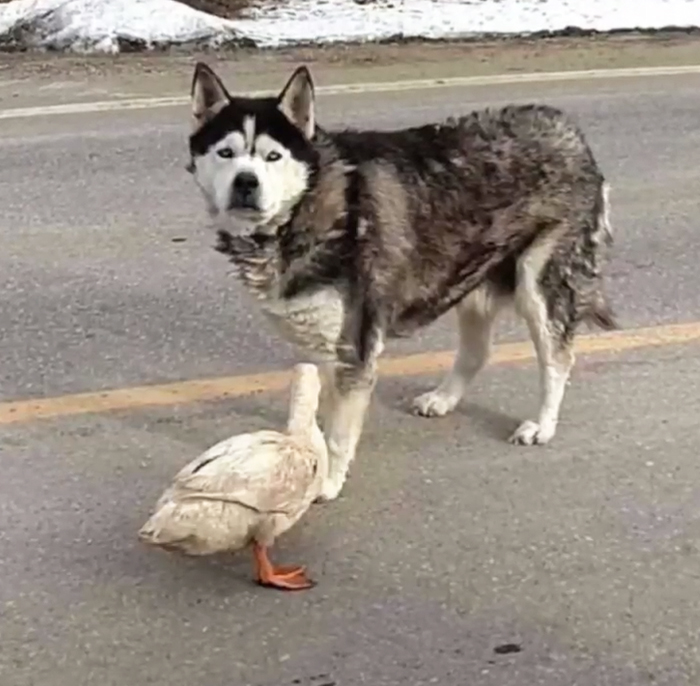 An Unlikely Friendship Between A Dog And A Duck Surprised A Small Town In Minnesota, And It Will Make Your Day