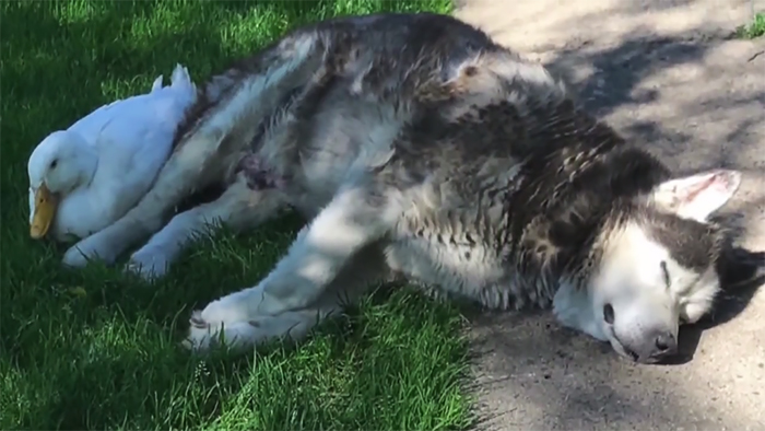 An Unlikely Friendship Between A Dog And A Duck Surprised A Small Town In Minnesota, And It Will Make Your Day An Unlikely Friendship Between A Dog And A Duck Surprised A Small Town In Minnesota, And It Will Make Your Day