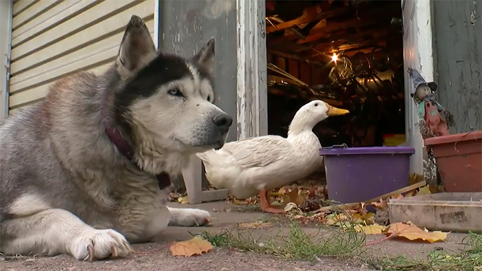 An Unlikely Friendship Between A Dog And A Duck Surprised A Small Town In Minnesota, And It Will Make Your Day An Unlikely Friendship Between A Dog And A Duck Surprised A Small Town In Minnesota, And It Will Make Your Day