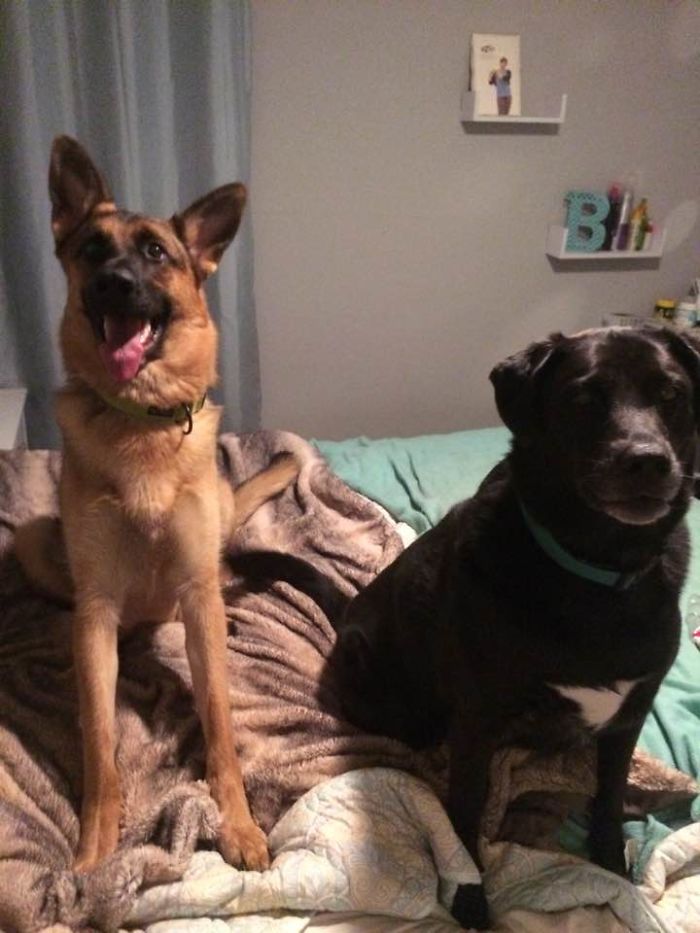 Two dogs sitting on a bed with blankets, illustrating people sharing new names they call their pets instead of original ones.