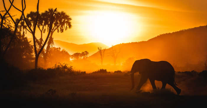 What A Veterinary Rabies Vaccination Program Looks Like In Africa
