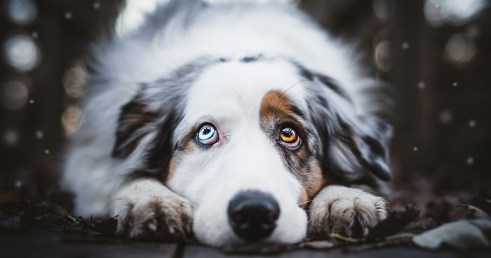 My Most Popular Pics Since I Started Dog Photography