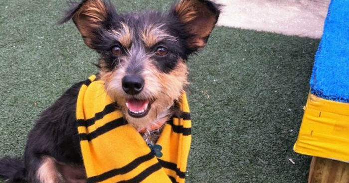 Animal Shelter Sorts Dogs Into Harry Potter “Pawgwarts” Houses To Encourage Adoption Based On Personality Rather Than Breed