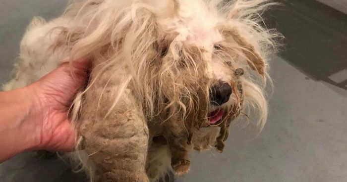 Stray Dog Can’t Stop Smiling After Rescuers Shave Off His Matted Fur