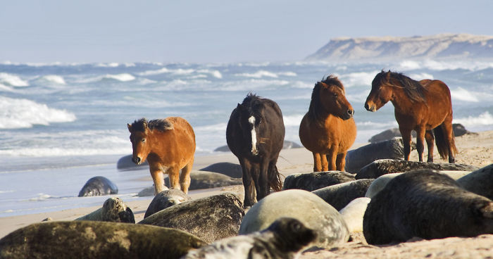 The Wild Horses Of Sable Island