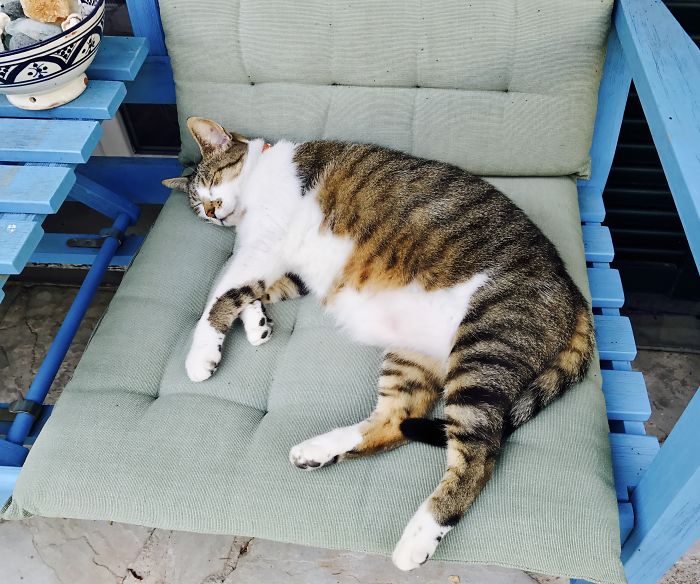 Tabby cat sleeping on a cushioned chair, illustrating funny pet names people now call their pets instead of the original one.