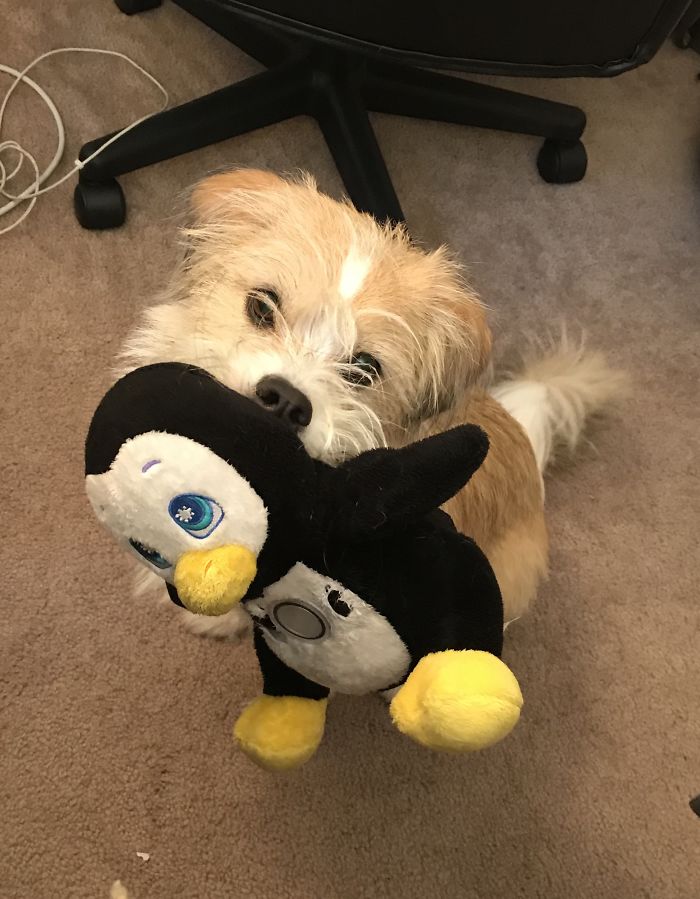 Small dog holding a stuffed penguin toy in its mouth, showcasing funny pet names people now call their pets.