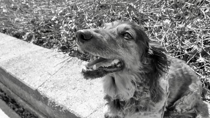 Happy dog sitting outdoors with a leash, illustrating people sharing the names they now call their pets instead of original ones.