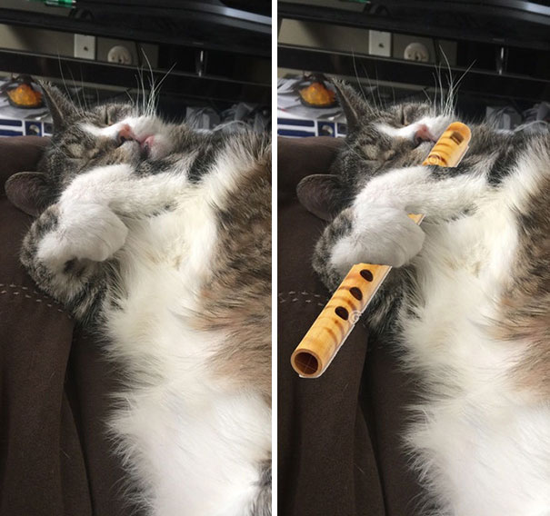 Sent My Boyfriend A Picture Of Our Cat Sleeping, Got This One Back