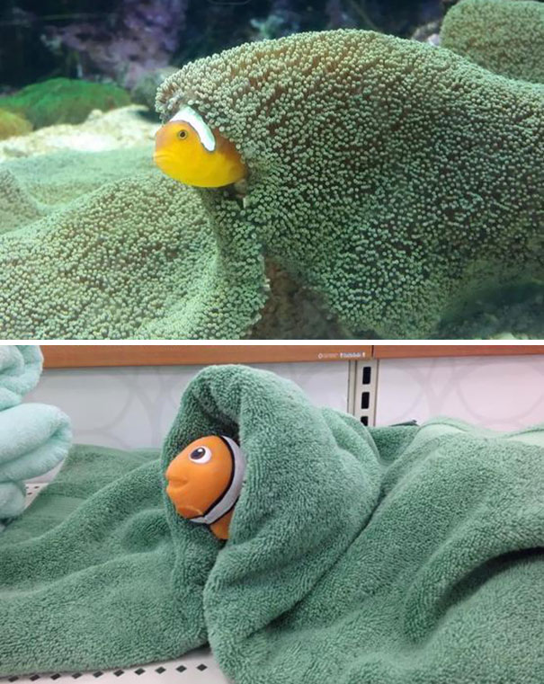 My Girlfriend Took A Pic At The Dallas Aquarium. I Took A Pic At Target. They're Virtually Indistinguishable