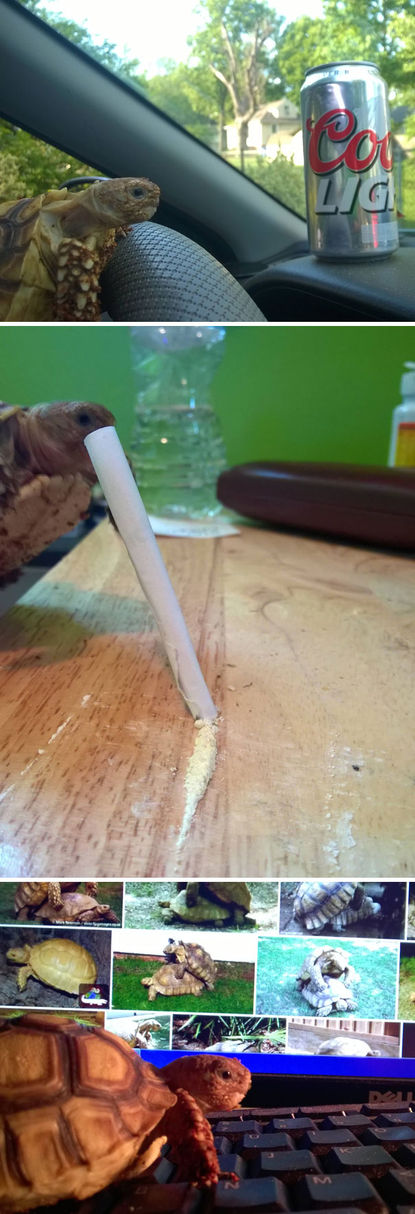 Watching My Girlfriend's Tortoise While She's On Vacation. She Told Me To Keep Him Out Of Trouble