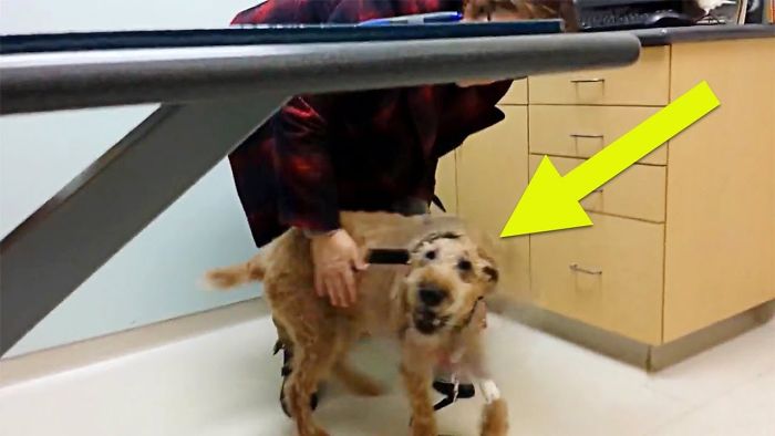 After This Blind Dog Got Surgery To See Again, His Adorable Reaction Touched 14 Million Hearts 2