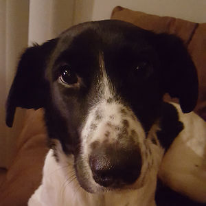 samanthabettis avatar