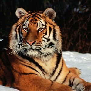 ernestas_monginas avatar