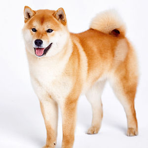 SHIBAINUSshalLruleTheWORLD!