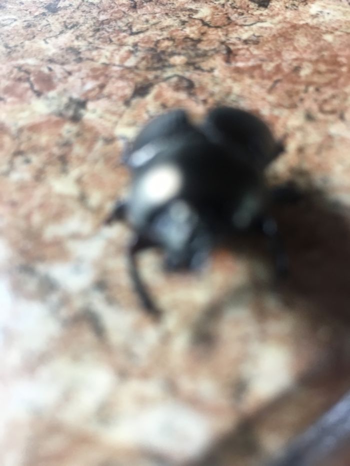 The Story Of Philbert The Beetle The Story Of Philbert The Beetle