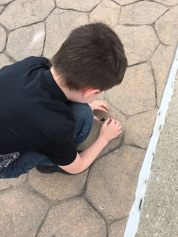 The Story Of Philbert The Beetle