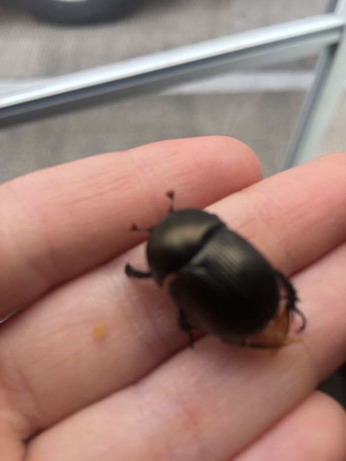 The Story Of Philbert The Beetle The Story Of Philbert The Beetle