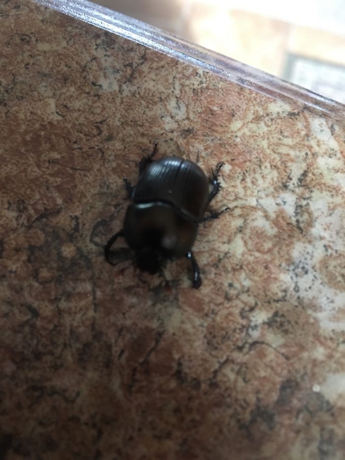 The Story Of Philbert The Beetle