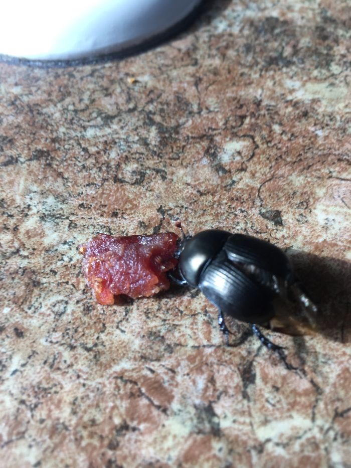 The Story Of Philbert The Beetle