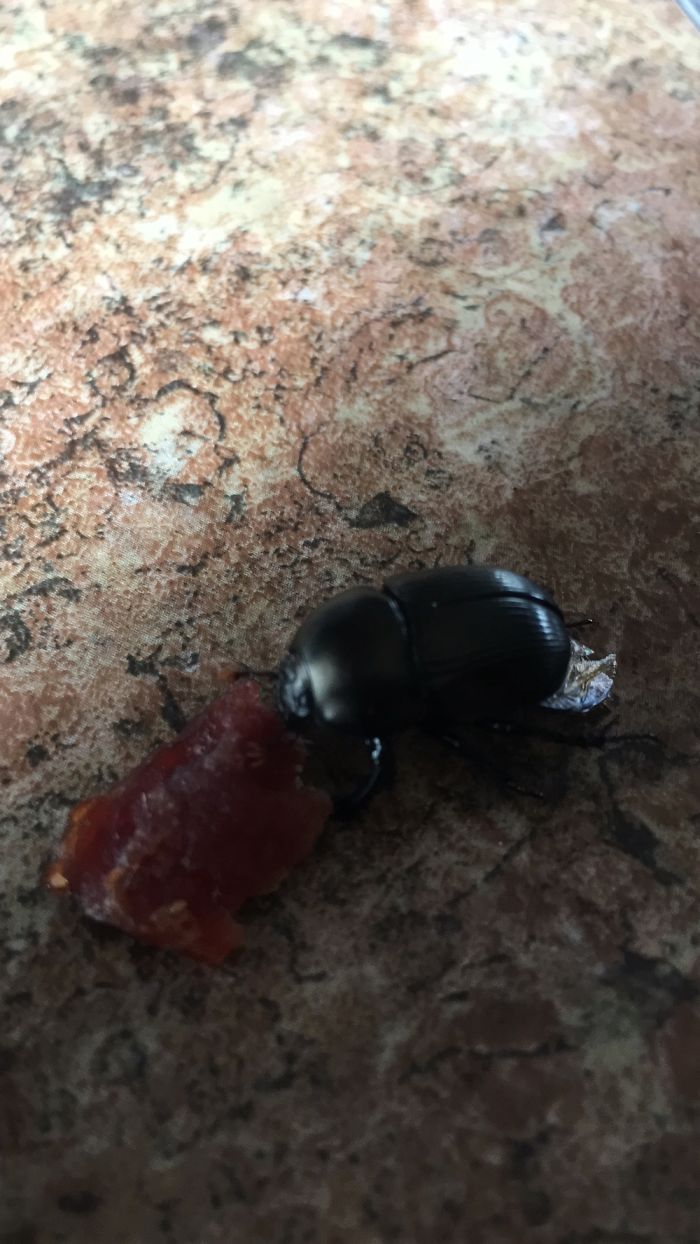 The Story Of Philbert The Beetle