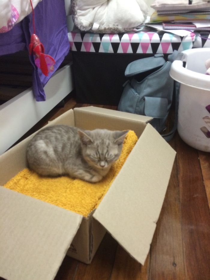 1 Year Of A Kitten And Her Box