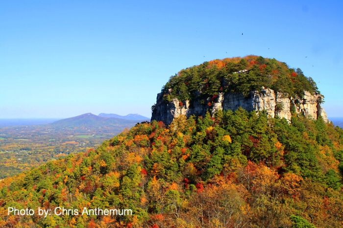 Typical Process For A Commissioned Leaf Embroidery Typical Process For A Commissioned Leaf Embroidery