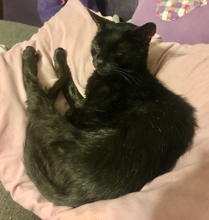 My 16yo Cat Who Is Blind And Deaf. She Has Great Radar For Me And Seems To Read My Mind.