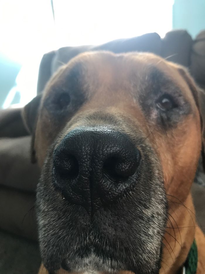 Not Mine But, My Aunts Dog Cisco. Blind With Other Probs But Still Great! Biggest Sweetheart