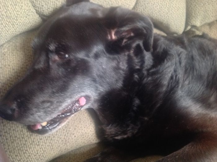 My Poor Blind Rocky! ❤️❤️