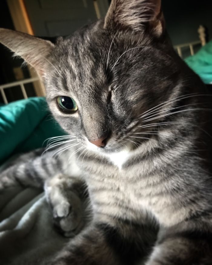 Maeve, My Little Pirate Kitty!