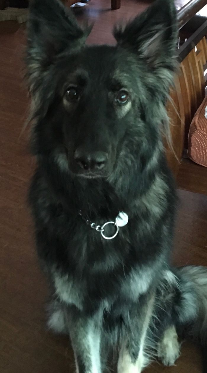 My Dog Cricket Her Eyes Are Going Blind