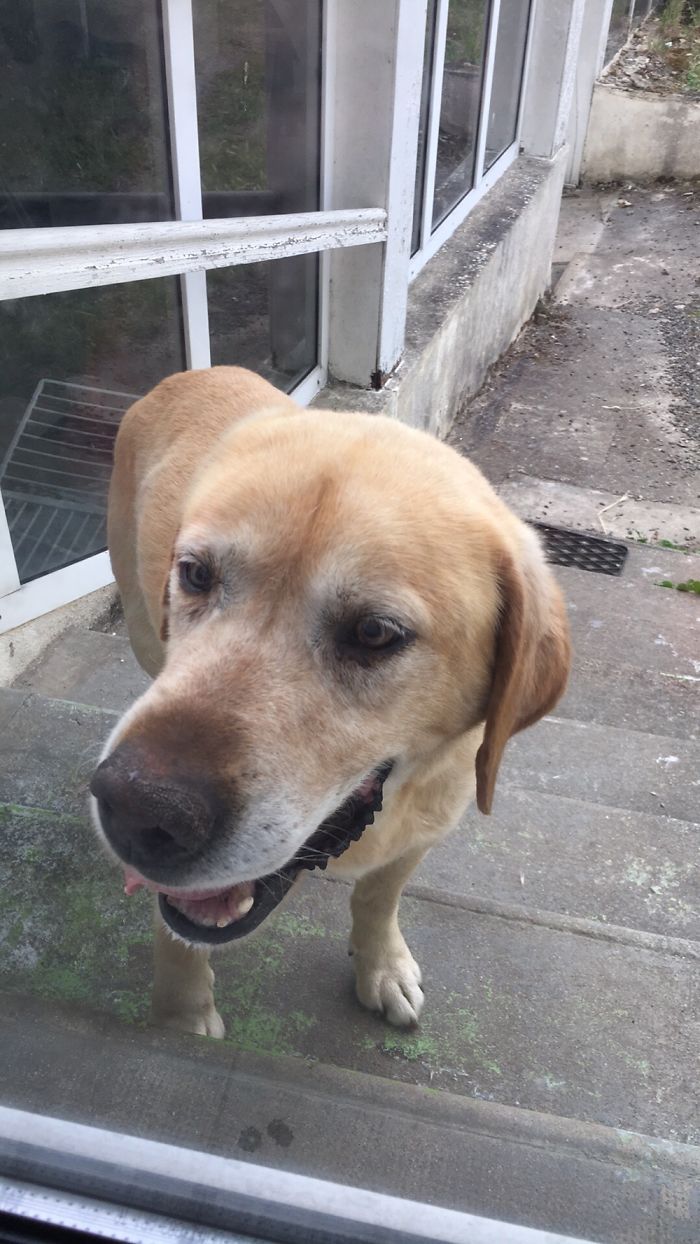 Yuki. My Dad’s Old Dog.