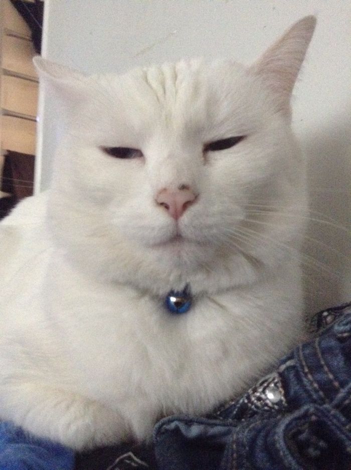 Lilly - She Was Born Deaf, But She's The Queen Of The Household!