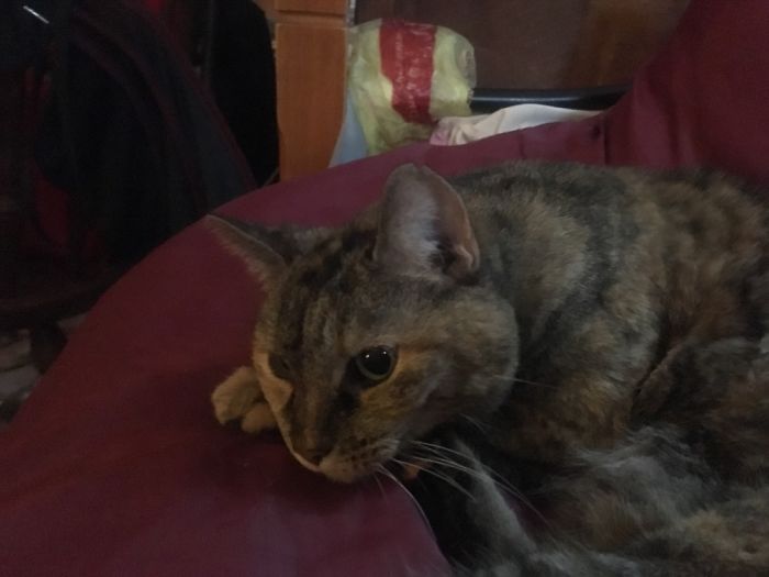 This Is Smudge! She Was Poisoned And Got Her Stomach Pumped, Now She Throws Up Everything.